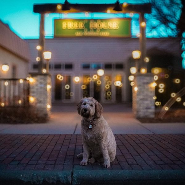A curly-haired dog sits on a brick sidewalk at dusk in Middleton, in front of a building with a lit "Free House" sign and blurred lights—perfect for those who love to travel with dog companions.