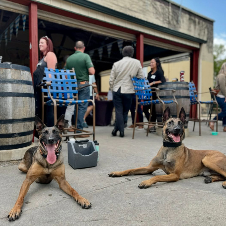 Two Belgian Malinois dogs lie on the ground in front of a patio area in Middleton, where several people are gathered near barrels and tables—perfect for those who love to travel with their dog.