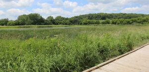 a wooden boardwalk is next to a field of tall grass
