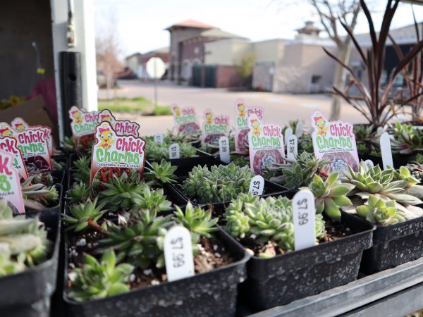 a display of succulents for sale at a farmers market.