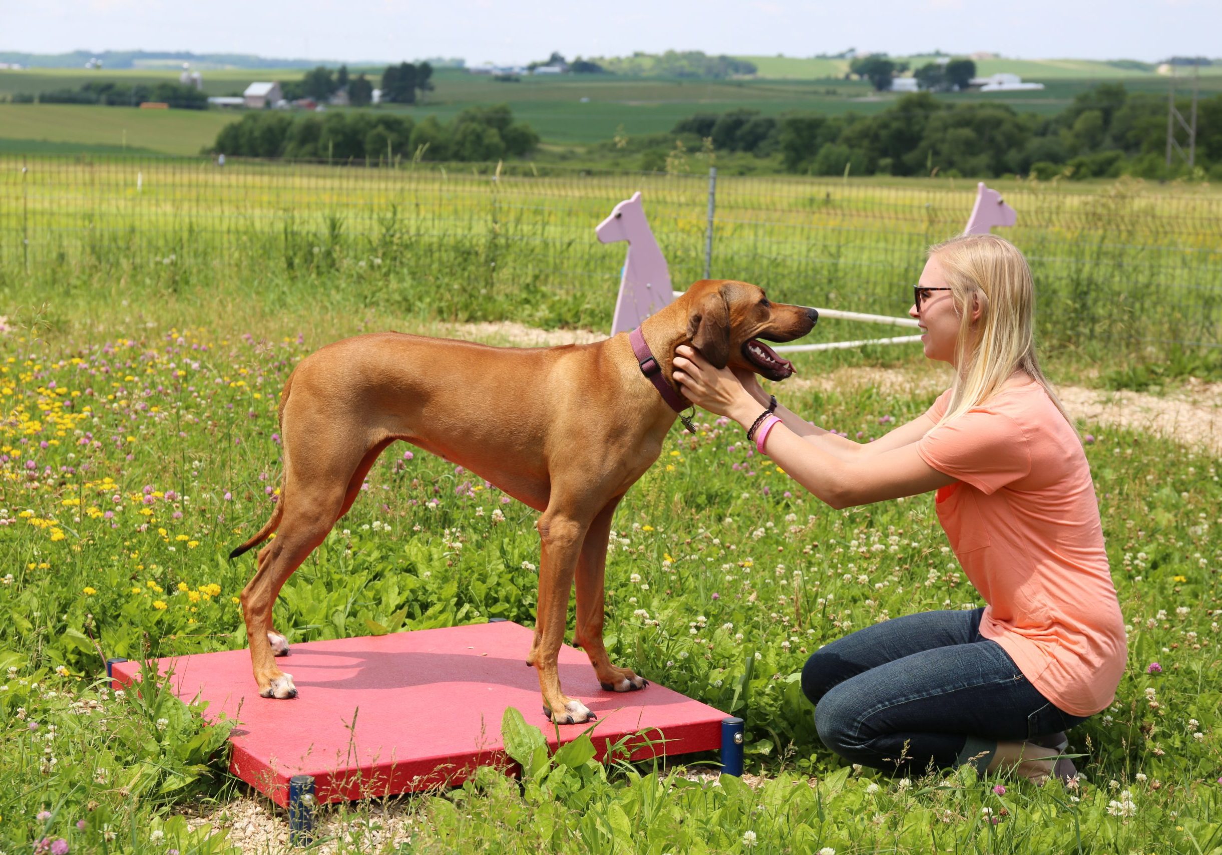 A woman petting a dog in a field.