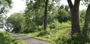 a paved road surrounded by trees and grass