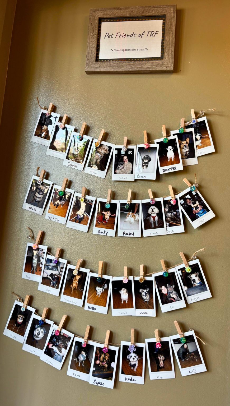 A wall display of Polaroid photos of pets, including a dog from Middleton, each clipped to string with clothespins under a sign labeled “Pet Friends of TRF.”.